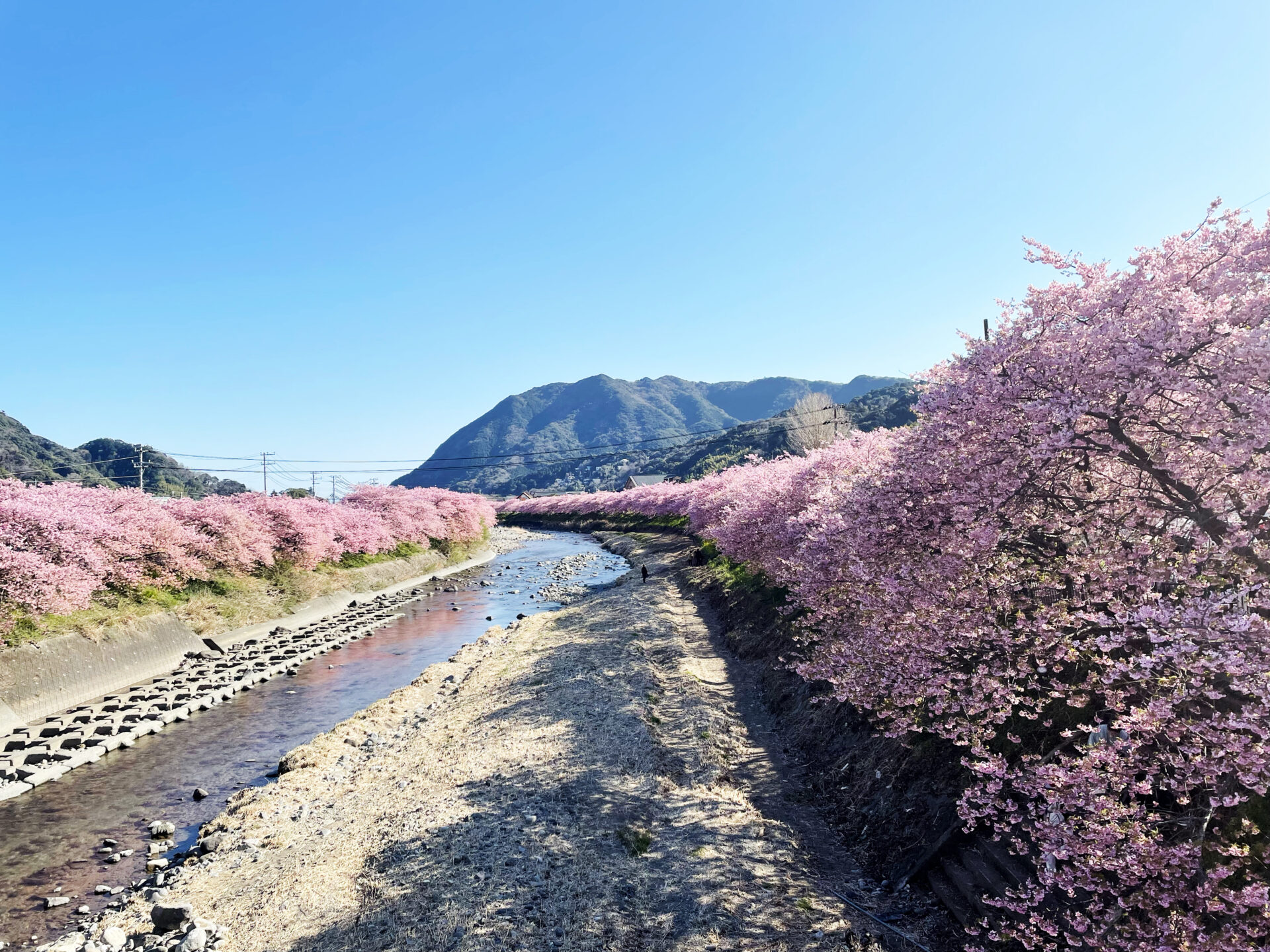 Japan Travel BLOG- Beautiful Early Blooming Cherry Blossoms!!