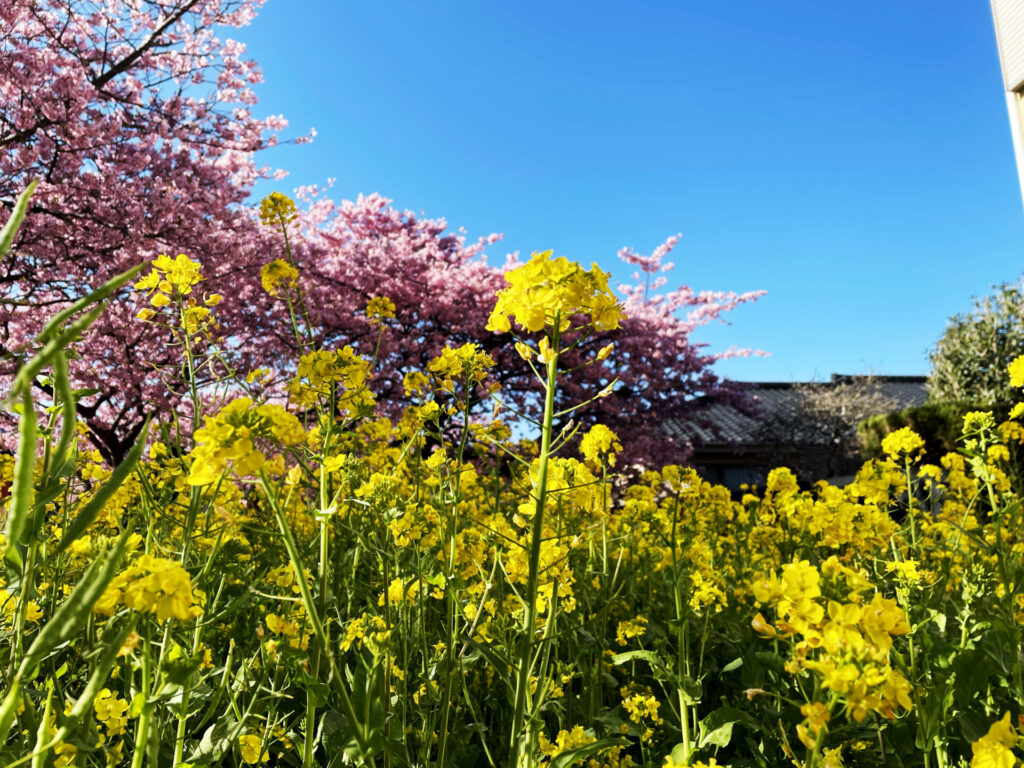 Rape blossoms and cherry blossoms