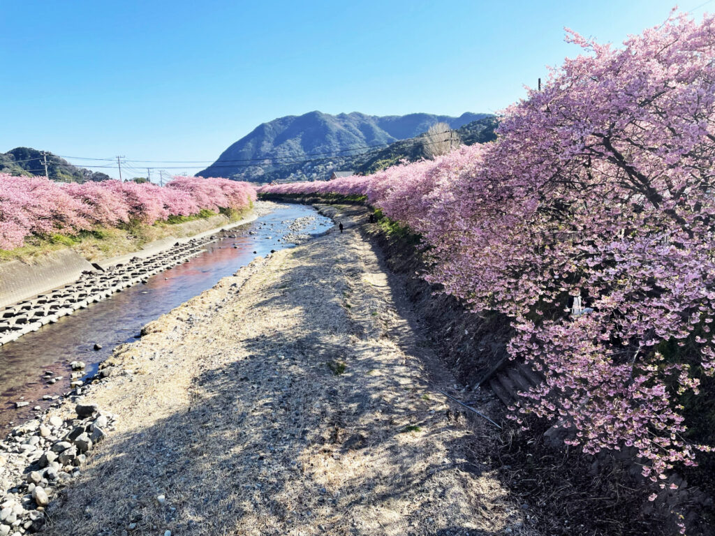 Row of cherry trees on both banks