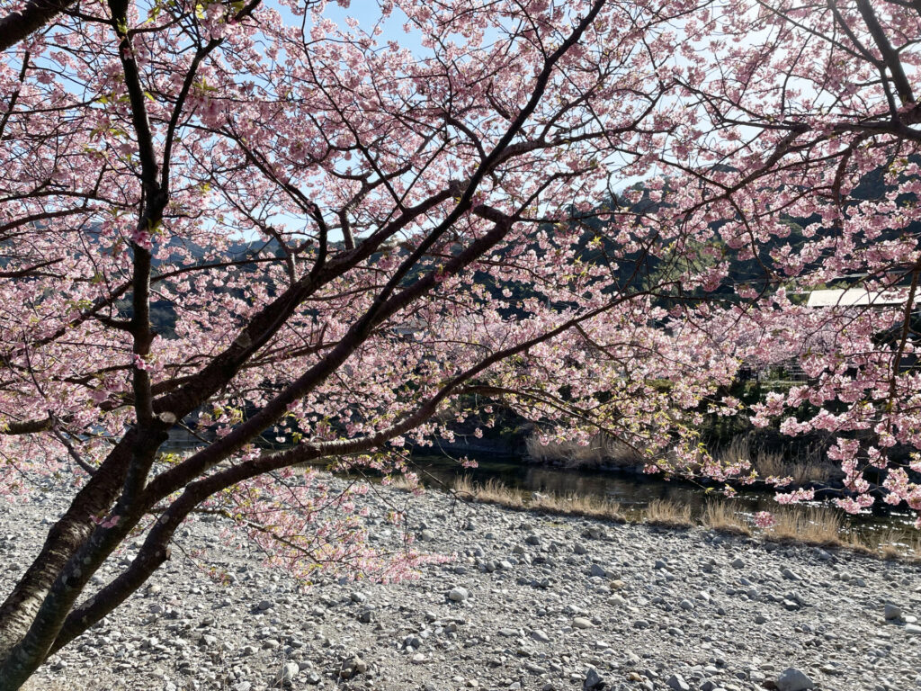 Beautiful cherry blossoms